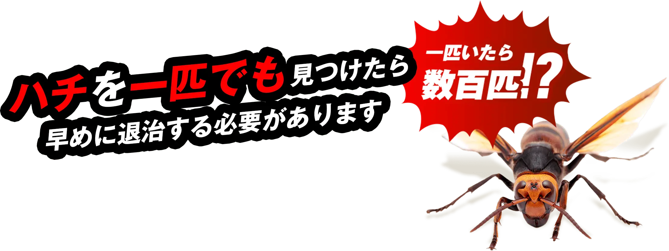 ハチを一匹でも見つけたら早めに退治する必要があります 一匹いたら数百匹!?